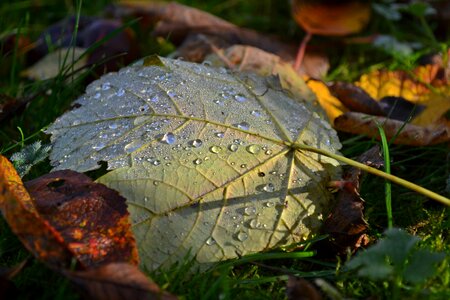 Season dead morning