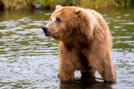 Kodiak brown bear