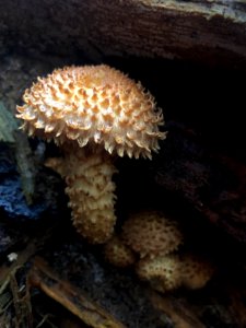 Single mom with kids. Armillaria mushroom.