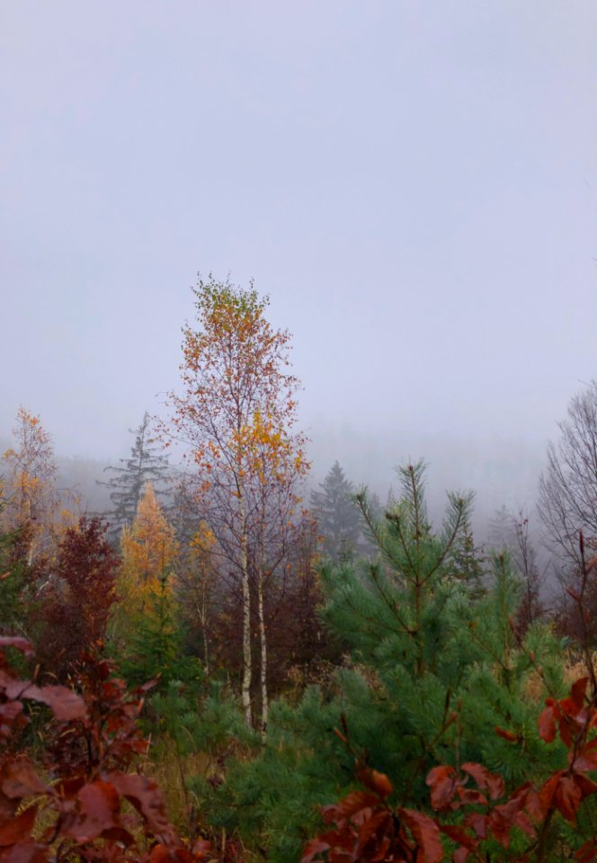 Uplifting autumn morning