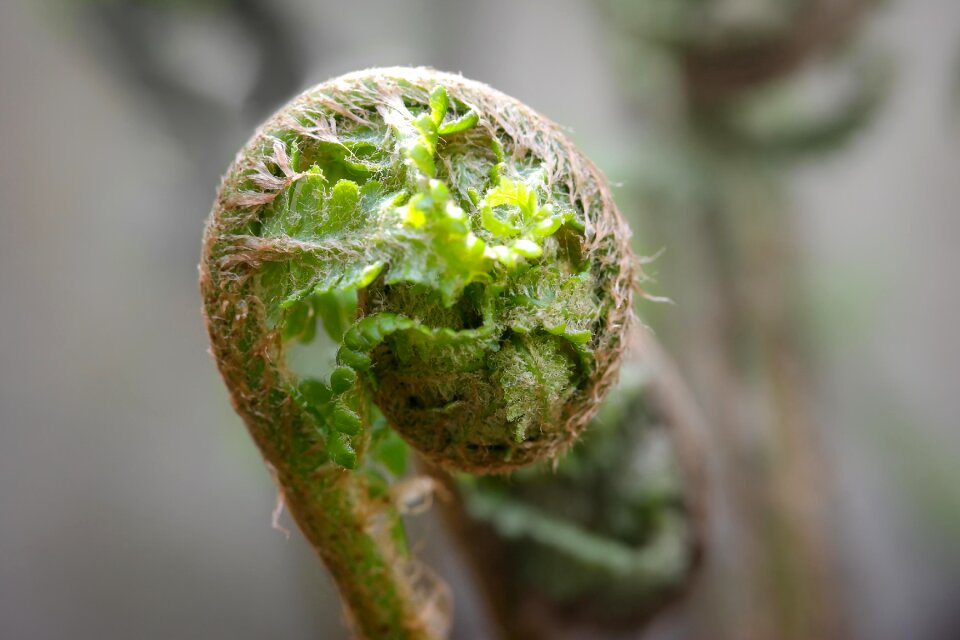 Spring boy shoots fresh shoots