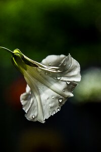 Chalice nature flowers
