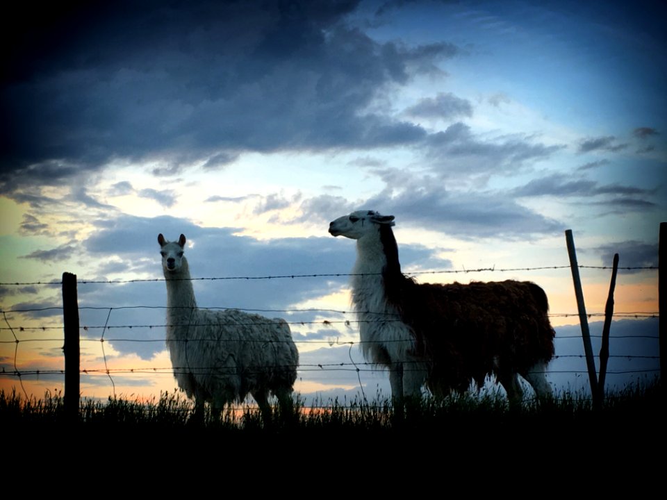 Llama Gossip photo