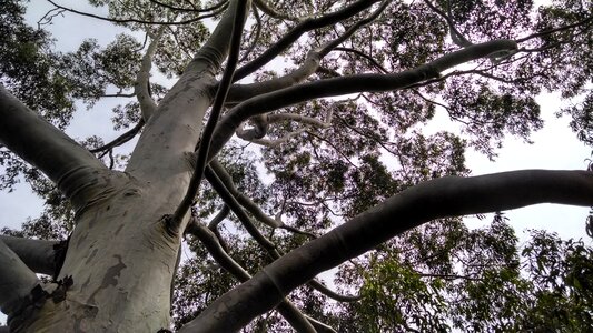 Plants tree nature