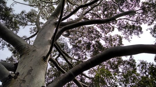 Plants tree nature photo