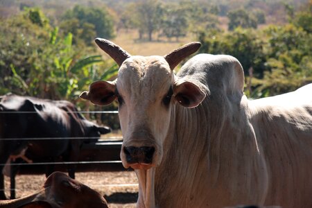 Redneck minas animal portrait