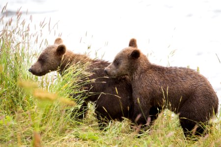 Baby bear siblings