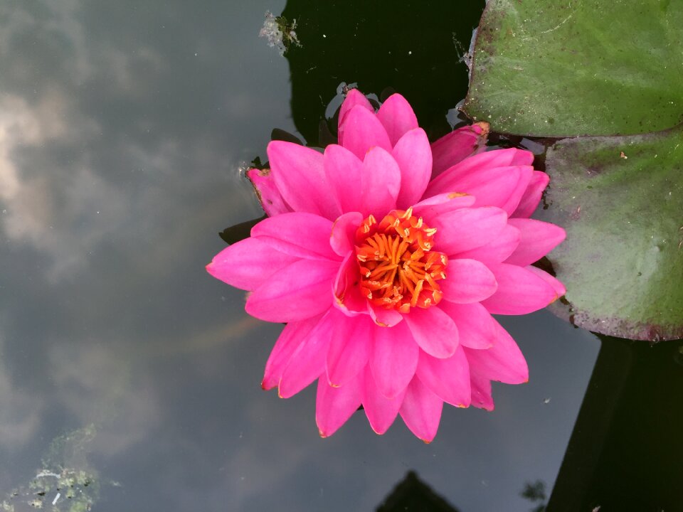 Plants flowers water lilies