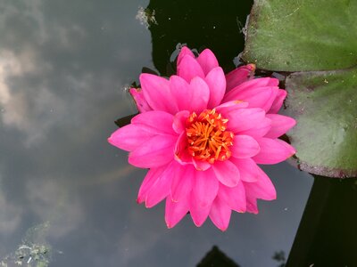 Plants flowers water lilies photo