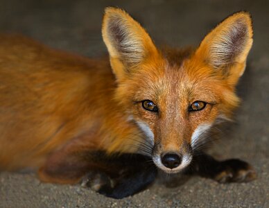 Nature animals roux