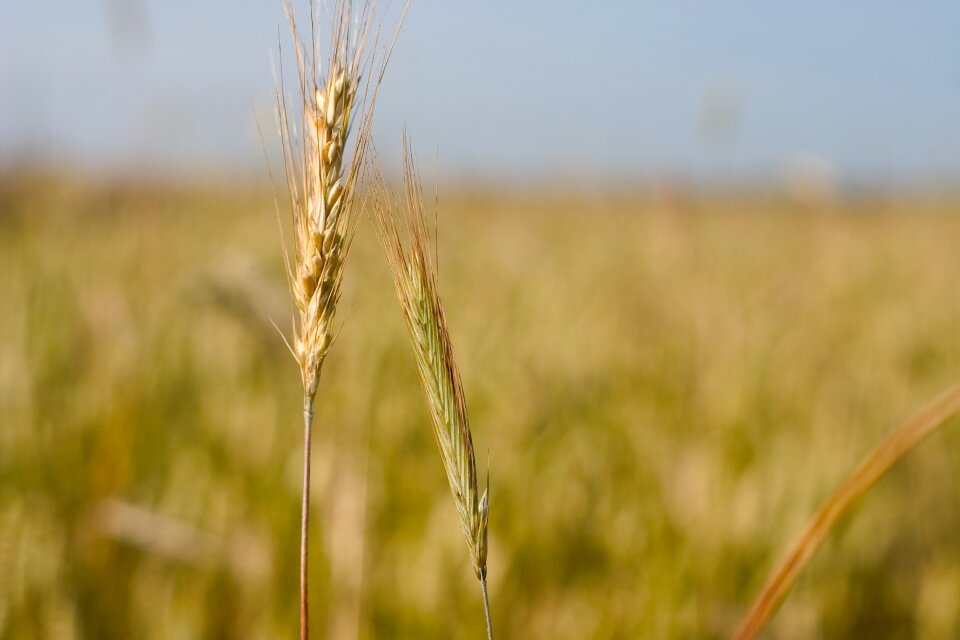 Village field harvest