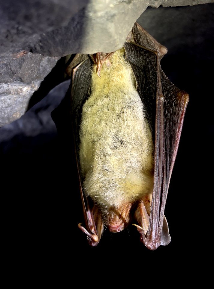"Greater mouse-eared bat" - don't you love English animal names? :-)