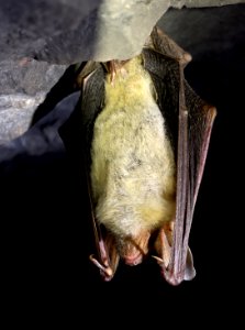 "Greater mouse-eared bat" - don't you love English animal names? :-)