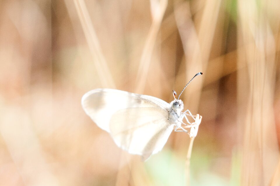 Filigree insect wildlife