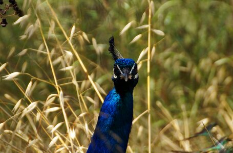 He looks male blue