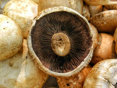 Fungi white brown