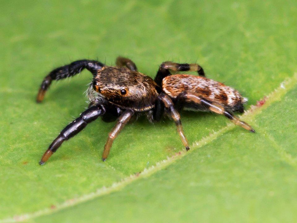 Jumping spider