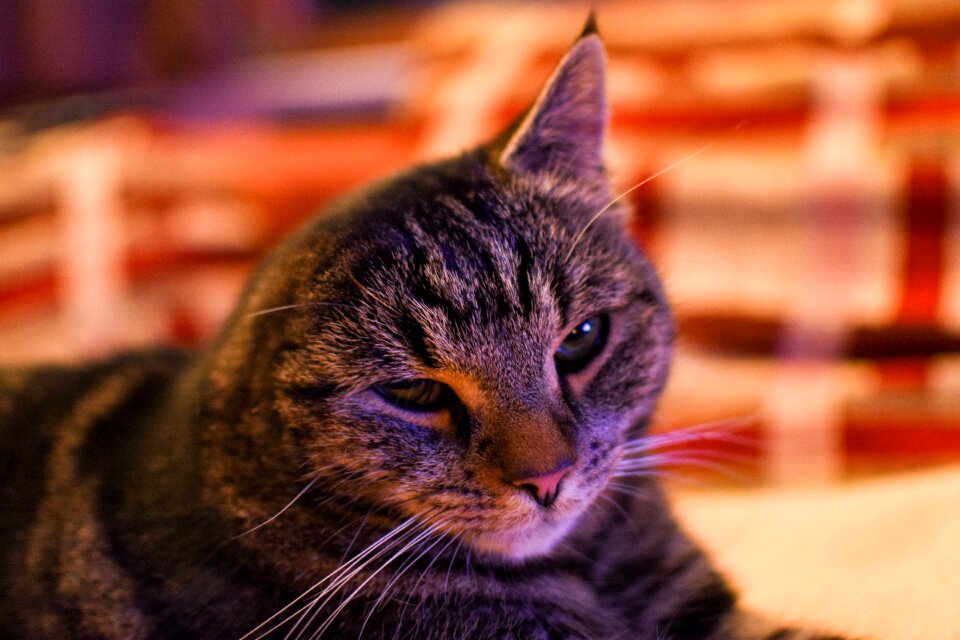 Kitten domestic cat tiger