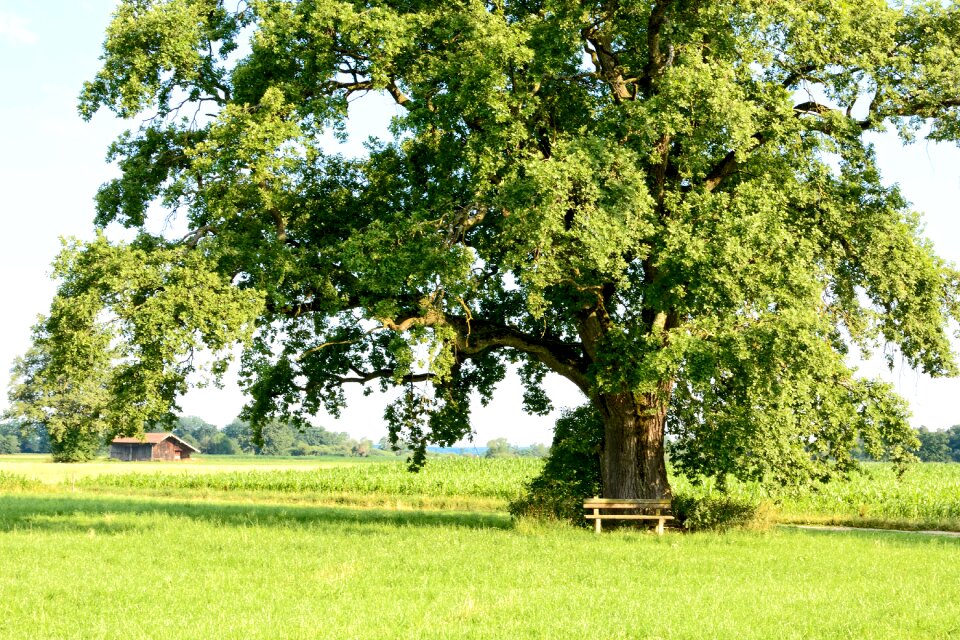 Individually nature green photo