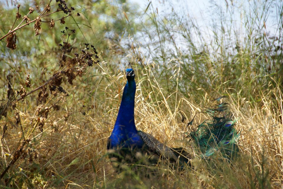 Blue bird peacock korunkatý