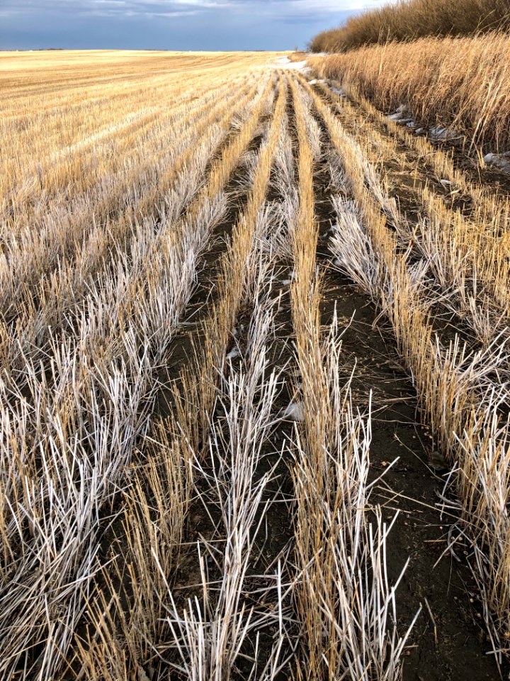 Converging in the Field
