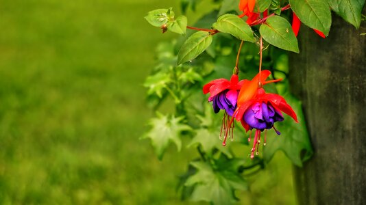 Red summer petals