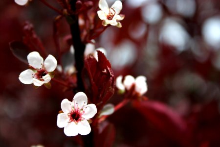 Purple Plum Bush Flowers