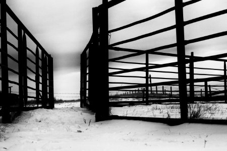 Small Cow's View