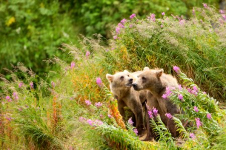 Sibling love