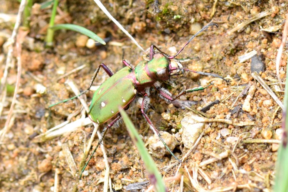 Green tiger beetle
