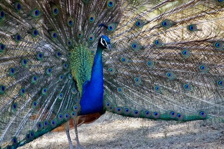 Peacock feather beauty noble photo