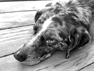 Dog at Rest photo