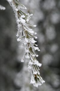 Icy hoarfrost pine needles photo