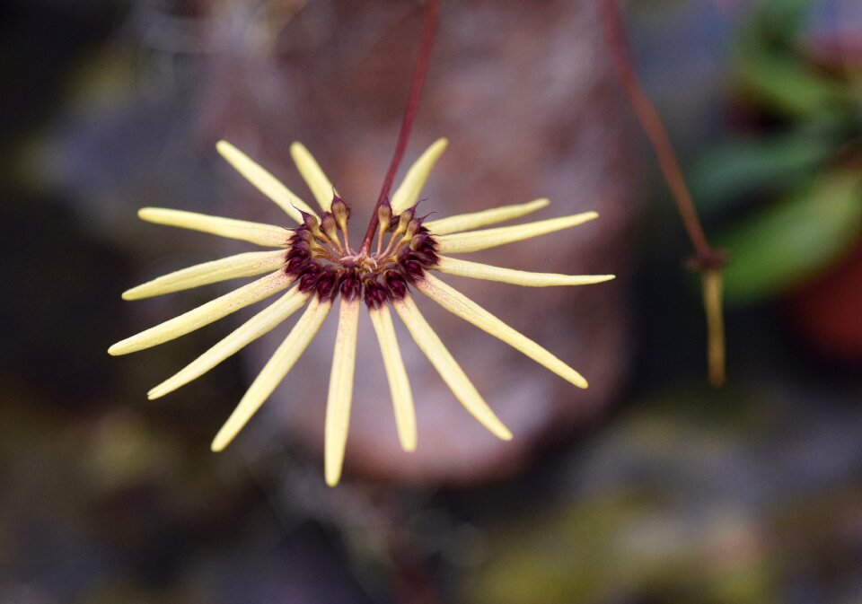 Plant exotic nature