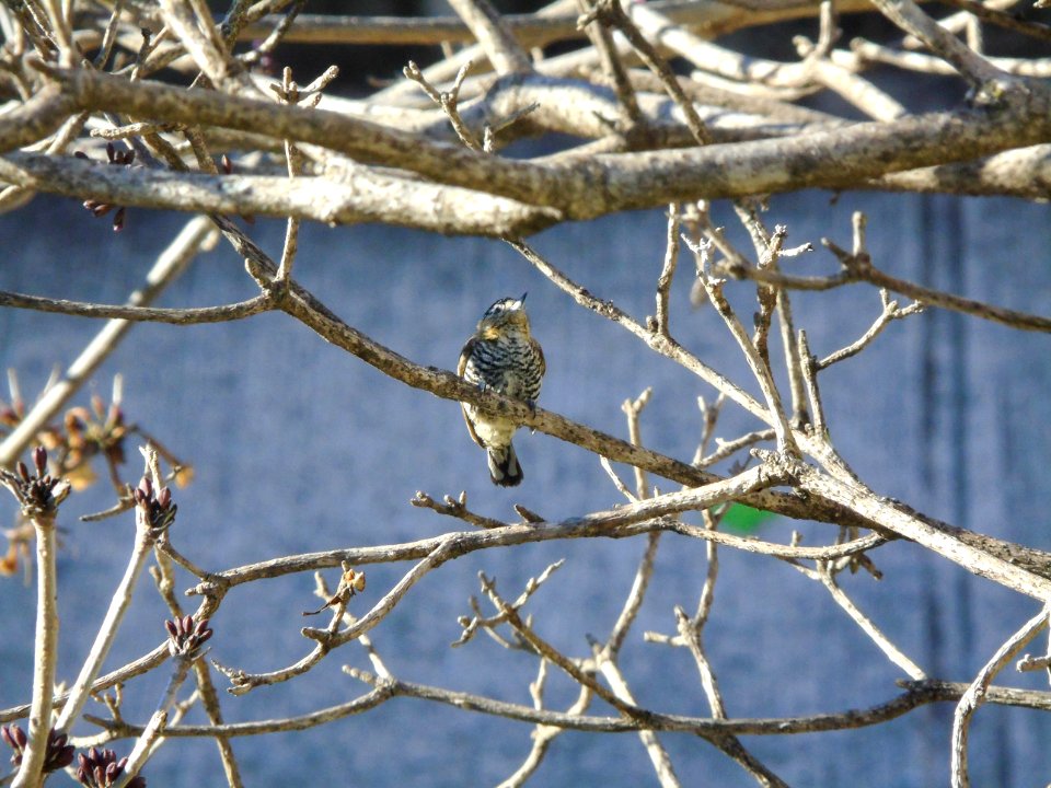 Picumnus temminckii