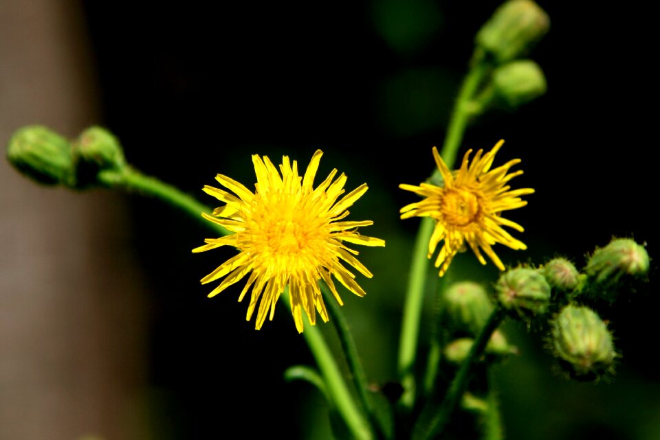Yellow flower plant
