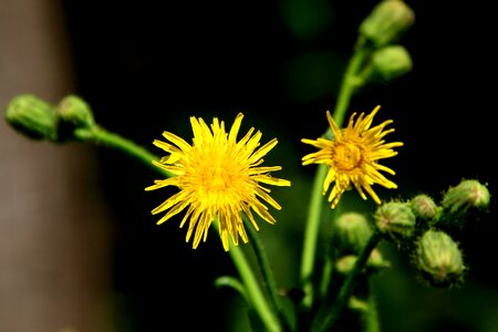 Yellow flower plant
