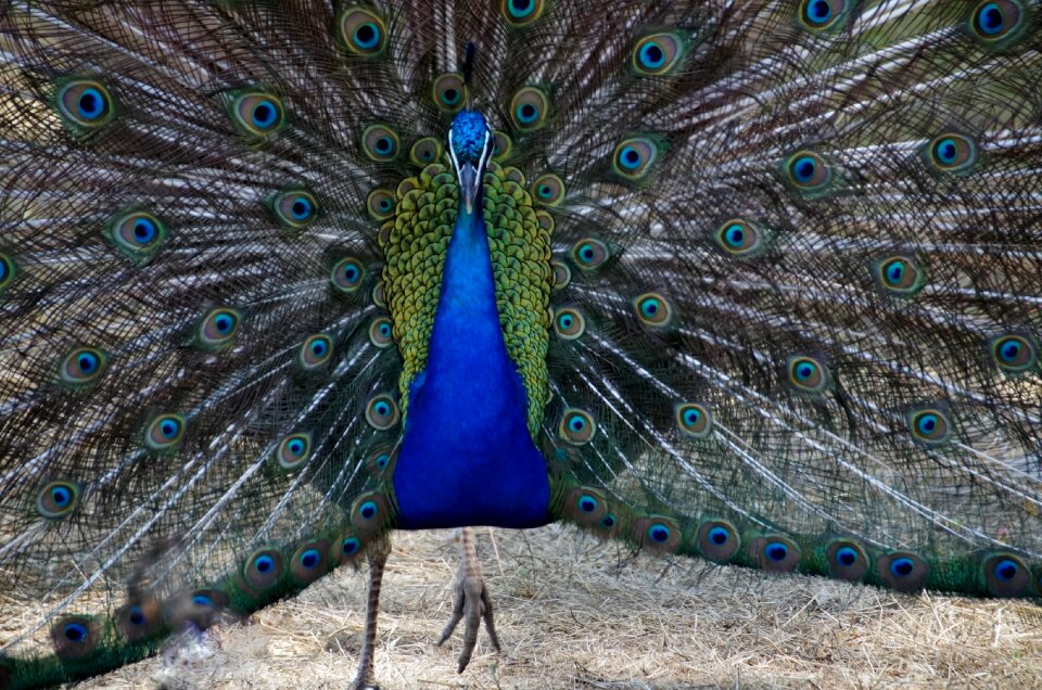 Peacock feather feather bird