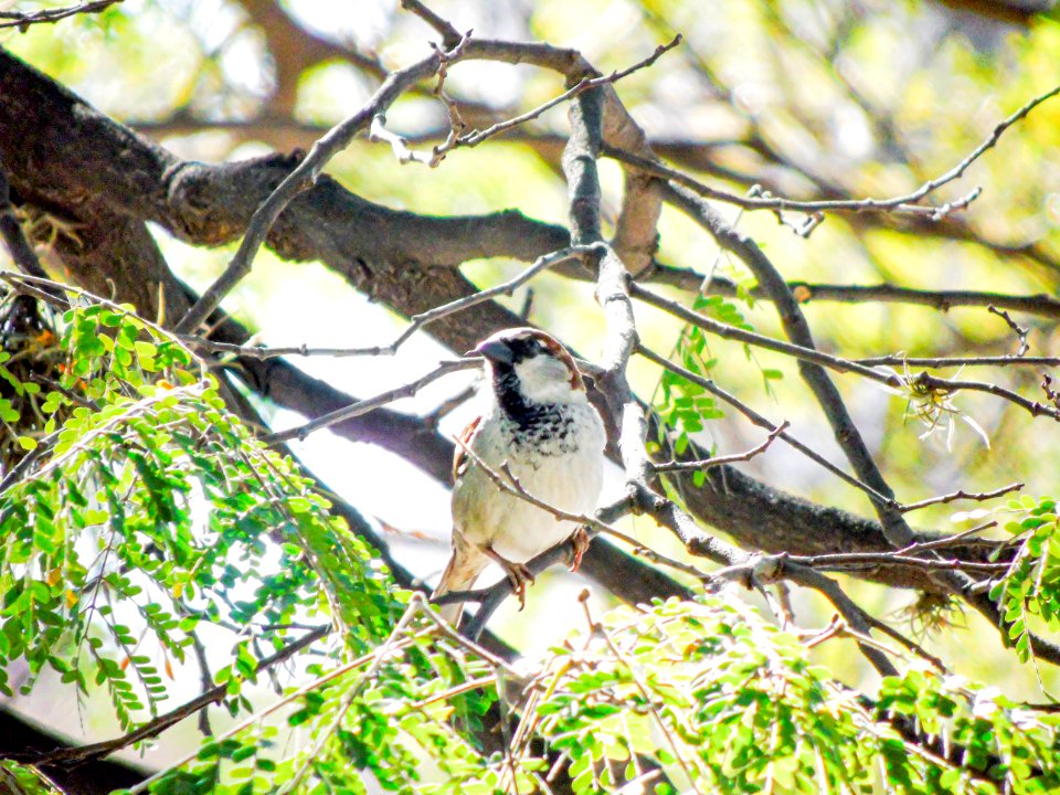 Passer domesticus