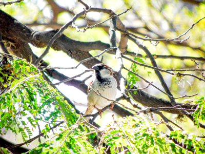 Passer domesticus