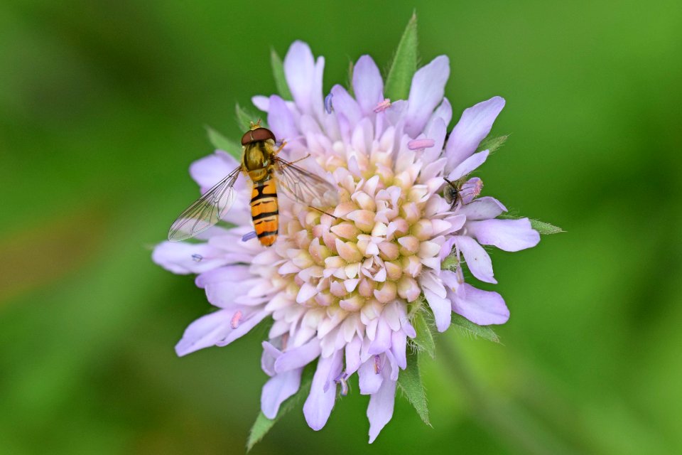 Marmalade fly and scabious 1