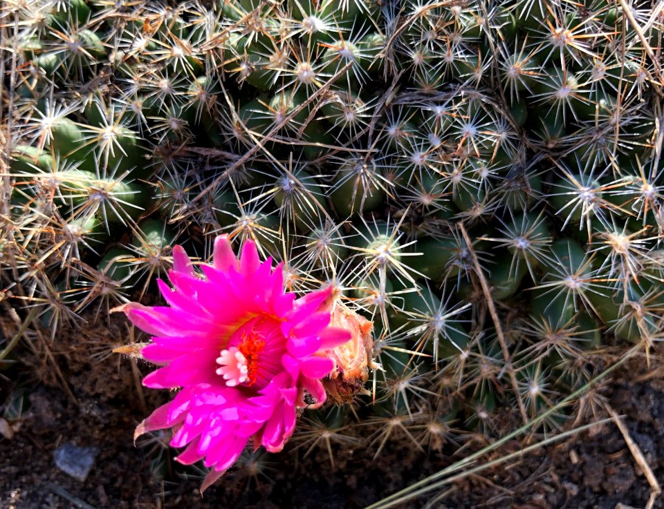2020/366/172 Transplanted Cactus Glory