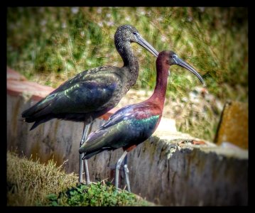 Ibis ... better together