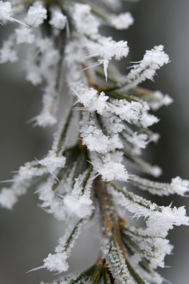 Icy hoarfrost pine needles