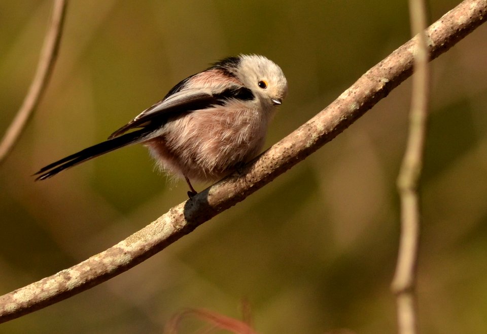 Aegithalos caudatus