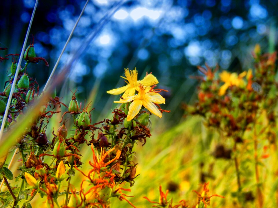 Field flora meadow