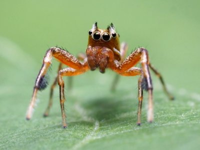 Tutelina elegans