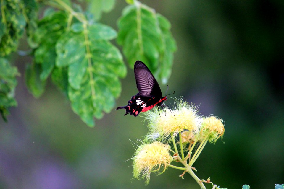 Common Rose Butterfly