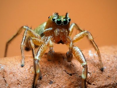 Tutelina elegans