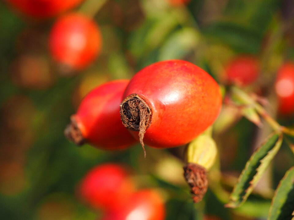 Wild rose plant sammelfrucht